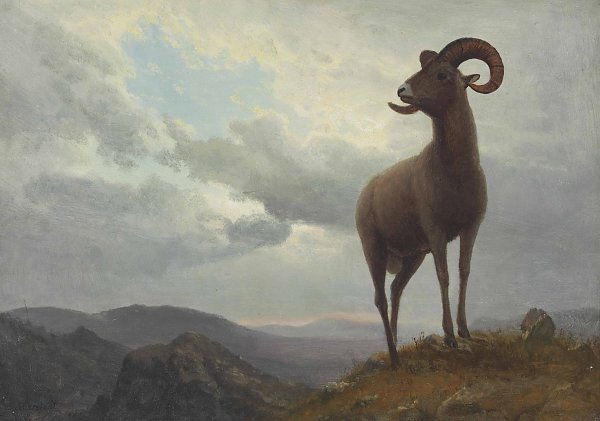 Long Horned Sheep