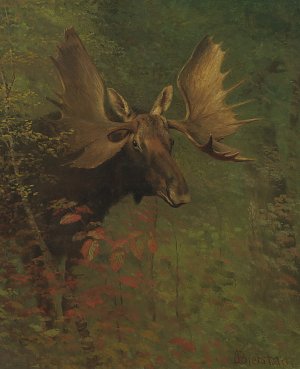 Study of a moose Kunstdruck