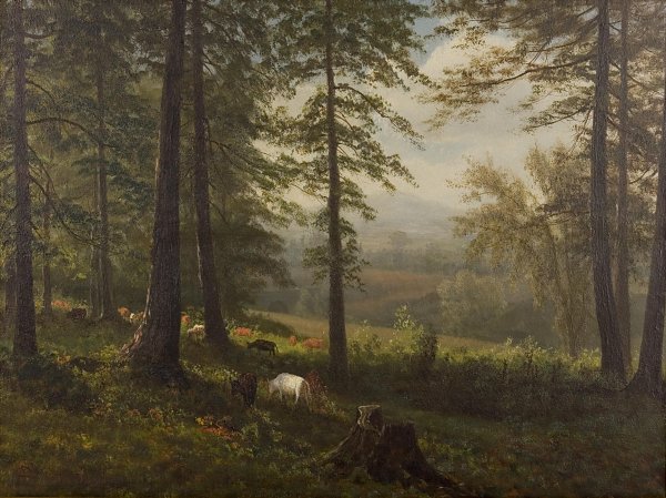 View to a Clearing