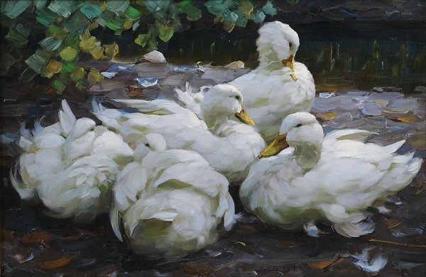 Fünf ruhende weiße Enten