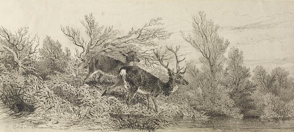 Hirsch im Wald