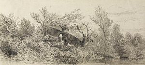 Hirsch im Wald Kunstdruck
