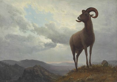 Long Horned Sheep von Albert-Bierstadt als Kunstdruck auf Leinwand