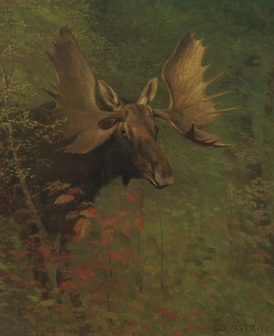 Study of a moose von Albert Bierstadt als Kunstdruck auf Leinwand