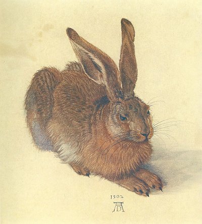 Feldhase von Albrecht Dürer als Kunstdruck auf Leinwand