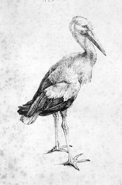Storch von Albrecht Dürer/Zeichnungen als Kunstdruck auf Leinwand