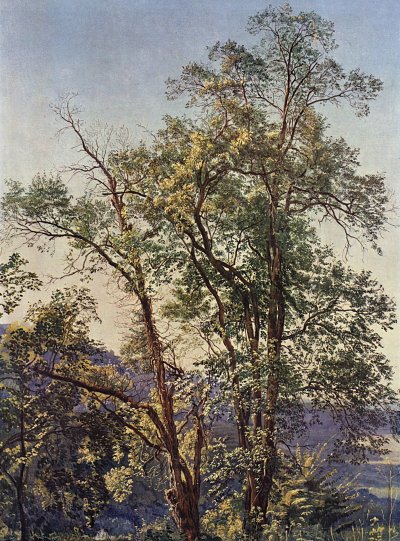 Olivenbaum von Alexander Andrejewitsch Iwanow als Kunstdruck auf Leinwand