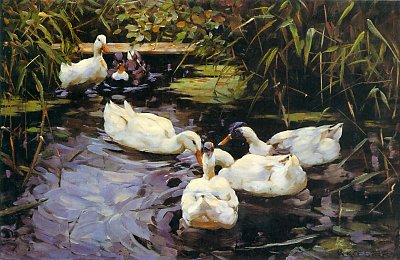 Enten von Alexander-Koester als Kunstdruck auf Leinwand