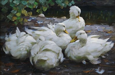 Fünf ruhende weiße Enten von Alexander-Koester als Kunstdruck auf Leinwand