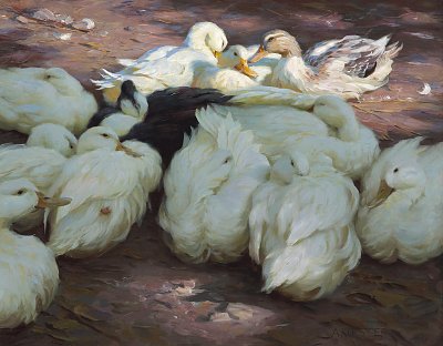 Ruhende Enten von Alexander-Koester als Kunstdruck auf Leinwand