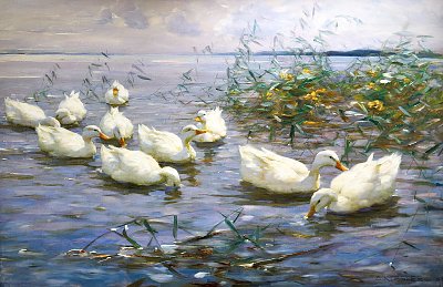 Zehn weisse Enten von Alexander-Koester als Kunstdruck auf Leinwand