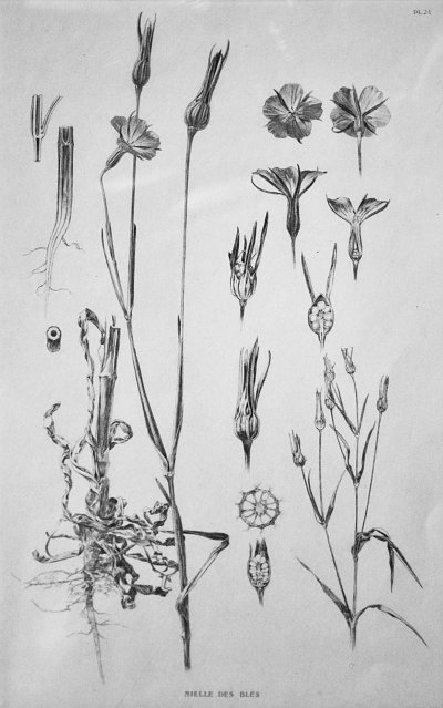 Documents decoratifs von Alfons Mucha als Kunstdruck auf Leinwand