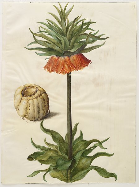 Kunstdruck  Fritillaria imperialis von Johannes Holtzbecher als Leinwandbild