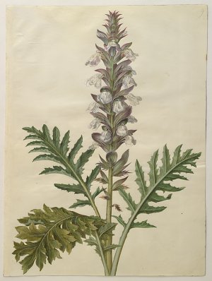 Acanthus mollis Kunstdruck