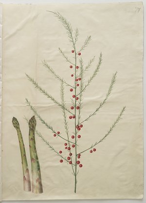 Asparagus officinalis Kunstdruck