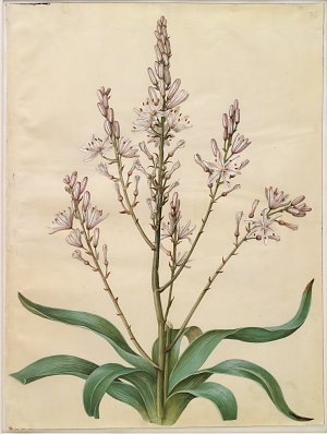 Asphodelus ramosus Kunstdruck