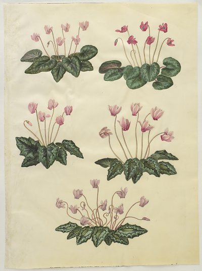 Cyclamen purpurascens Cyclamen hederifolium von Johannes Holtzbecher als Kunstdruck auf Leinwand