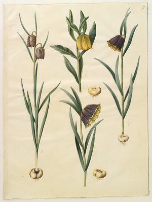 Fritillaria meleagris  Fritullaria lutea eller Fritullaria latifolia var lutea Fritillaria pyrenaica Kunstdruck