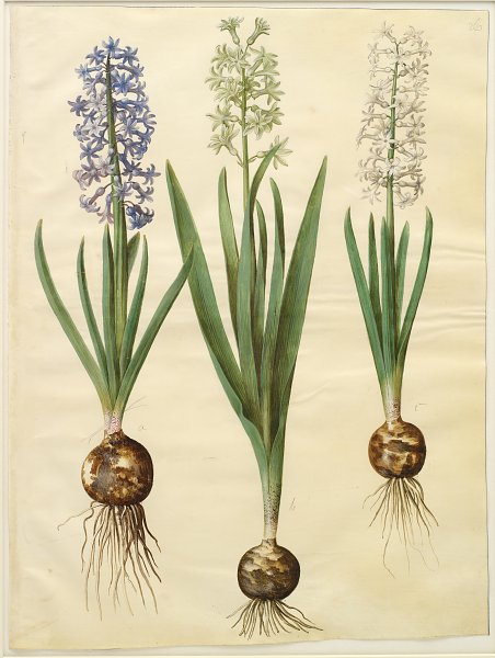 Kunstdruck Hyacinthoides orientalis simp et pl von Johannes Holtzbecher als Leinwandbild