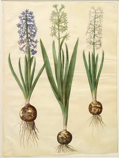 Hyacinthoides orientalis simp et pl von Johannes Holtzbecher als Kunstdruck auf Leinwand