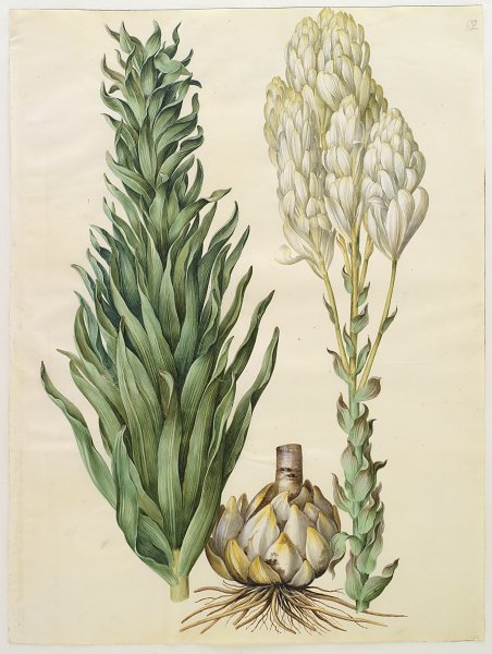 Kunstdruck Lilium candidum monstrosum von Johannes Holtzbecher als Leinwandbild