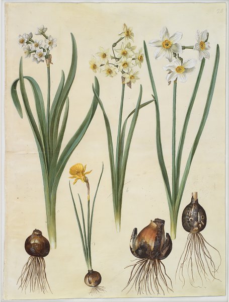 Kunstdruck Narcissus tazetta Narcissus orientalis Corbularia bulbocodium von Johannes Holtzbecher als Leinwandbild