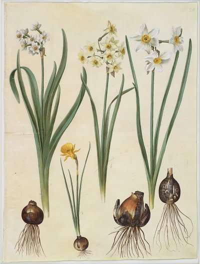 Narcissus tazetta Narcissus orientalis Corbularia bulbocodium von Johannes Holtzbecher als Kunstdruck auf Leinwand
