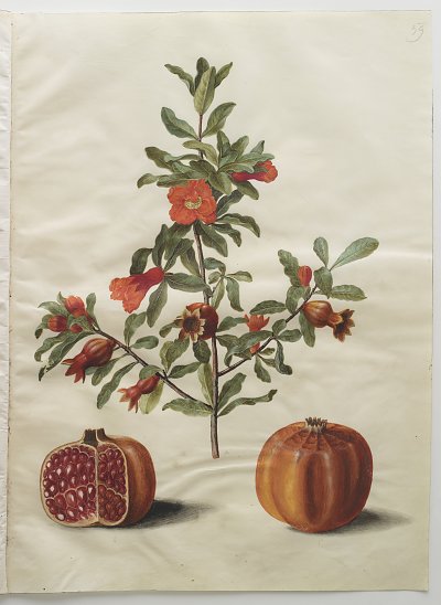 Punica granatum simp et pl von Johannes Holtzbecher als Kunstdruck auf Leinwand