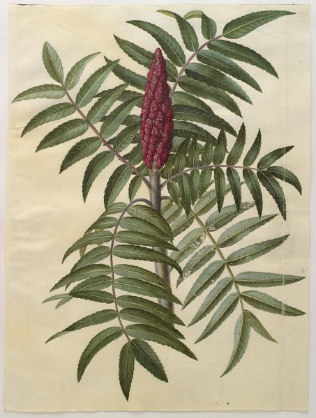 Kunstdruck Rhus typhina von Johannes Holtzbecher als Leinwandbild