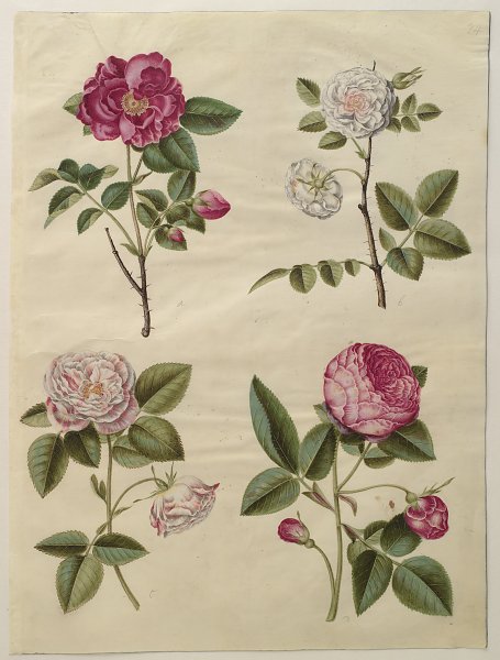 Kunstdruck Rosa gallica von Johannes Holtzbecher als Leinwandbild