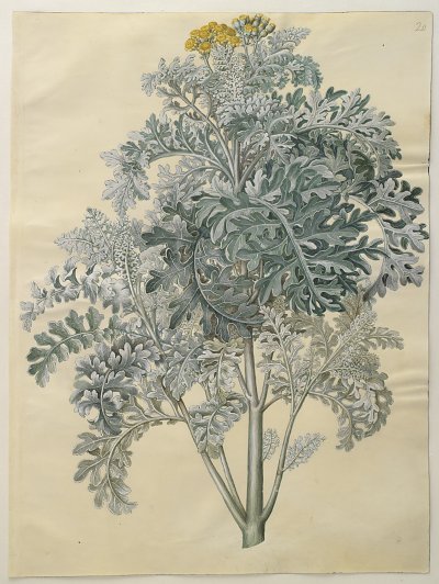 Senocio bicolor von Johannes Holtzbecher als Kunstdruck auf Leinwand