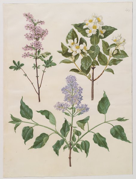 Kunstdruck Syringa x persica Philadelphus coronarius  Syringa vulgaris von Johannes Holtzbecher als Leinwandbild