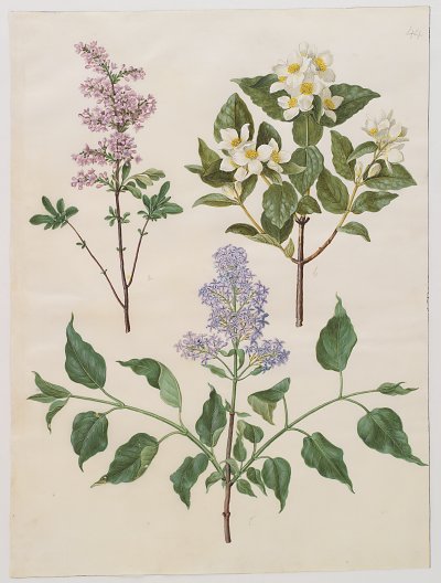 Syringa x persica Philadelphus coronarius Syringa vulgaris von Johannes Holtzbecher als Kunstdruck auf Leinwand