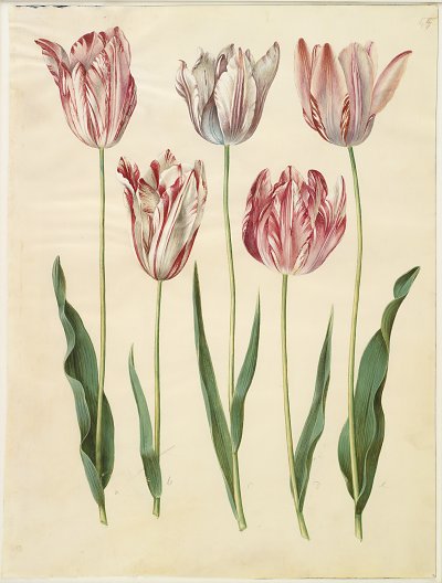 Tulipa gesneriana 2 von Johannes Holtzbecher als Kunstdruck auf Leinwand