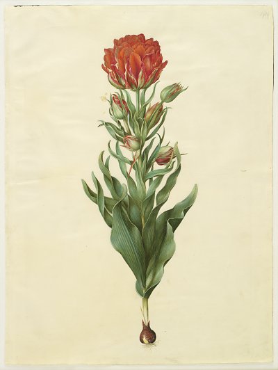 Tulipa gesneriana von Johannes Holtzbecher als Kunstdruck auf Leinwand