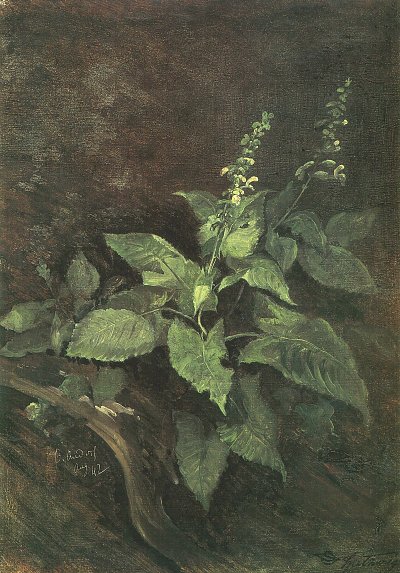 Studie nach Taubnesseln von Karl Spitzweg als Kunstdruck auf Leinwand