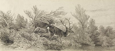 Hirsch im Wald von Karl Bodmer als Kunstdruck auf Leinwand