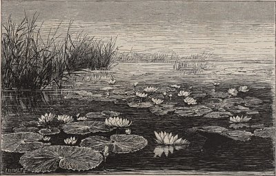 Nymphaea thermalis in den Thermen bei Grosswardein von Olga Wisinger Florian als Kunstdruck auf Leinwand