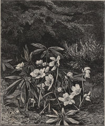 Schneerosen am Semering von Olga Wisinger Florian als Kunstdruck auf Leinwand