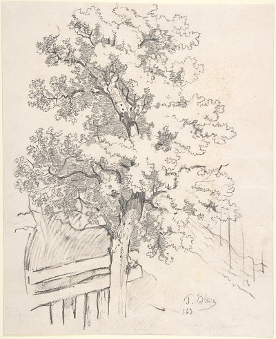 Studie eines Baumes von Tina Blau als Kunstdruck auf Leinwand