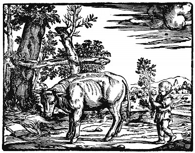 Hirtenknabe mit jungem Stier von Tizian/Zeichnungen als Kunstdruck auf Leinwand