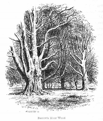 Barrows Moor Wood von Walter Crane als Kunstdruck auf Leinwand