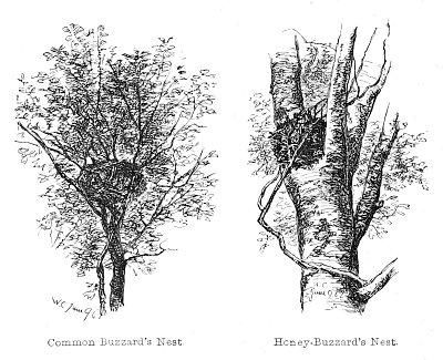 Nests of the Honey and Common Buzzard von Walter Crane als Kunstdruck auf Leinwand