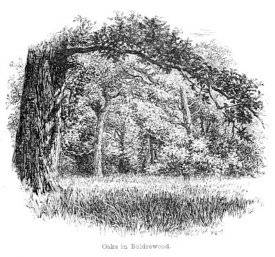 Oaks in Boldrewood von Walter Crane als Kunstdruck auf Leinwand