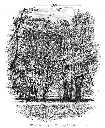 The Heronry at Vinney Ridge von Walter Crane als Kunstdruck auf Leinwand