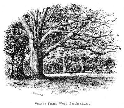 View in Frame Wood Brockenhurst von Walter Crane als Kunstdruck auf Leinwand