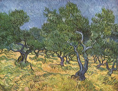 Olivenhain 2 von van Gogh als Kunstdruck auf Leinwand