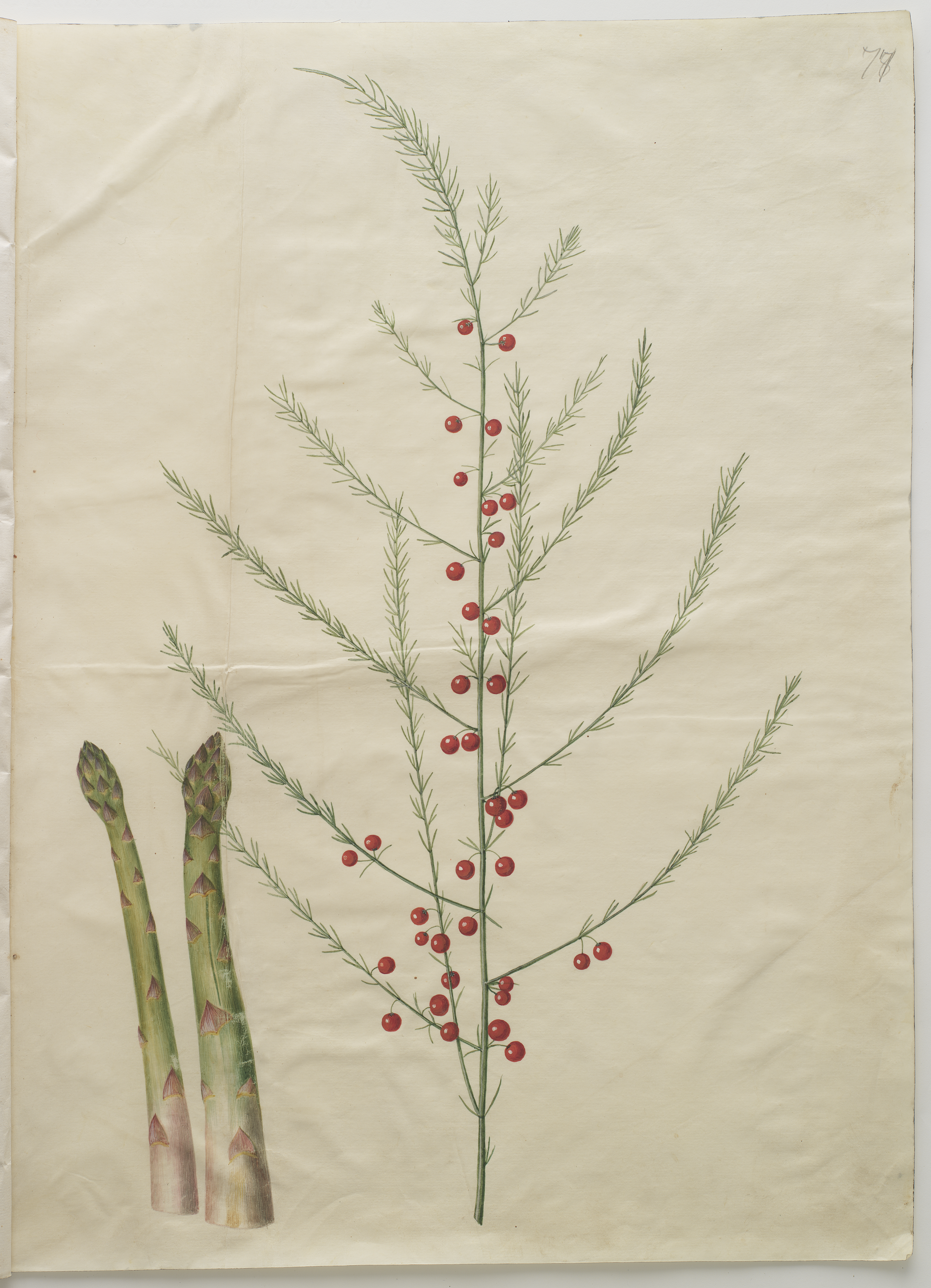 Kunstdruck Asparagus officinalis von Johannes Holtzbecher als Leinwandbild